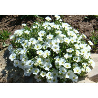 Піщанка (аренария) гірська (Arenaria montana 'Blizzard'- 3-х річний саджанець