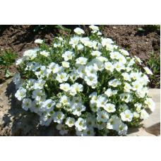 Піщанка (аренария) гірська (Arenaria montana 'Blizzard'- 3-х річний саджанець