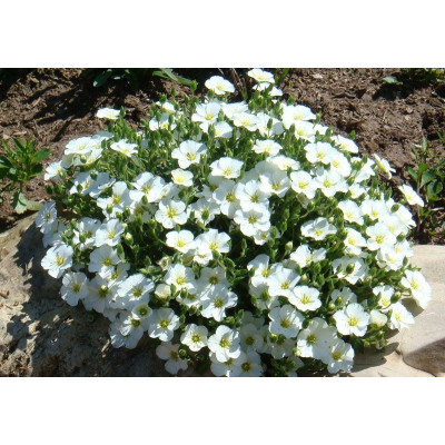 Піщанка (аренария) гірська (Arenaria montana 'Blizzard'- 3-х річний саджанець