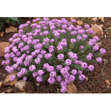 Етионема (Крилотичинник круглолистний) (Aethionoma rotundifolium).