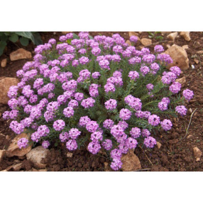 Етионема (Крилотичинник круглолистний) (Aethionoma rotundifolium).