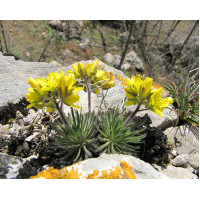 Велика шорстка (Draba scabra)