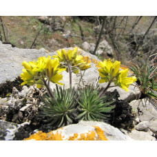 Велика шорстка (Draba scabra)