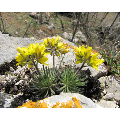 Велика шорстка (Draba scabra)