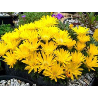 Делосперма (алмазник) (Delosperma nubigenum 