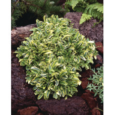 Арабис 'Old gold' (Arabis procurrens 'Old gold