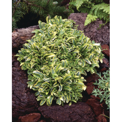 Арабис 'Old gold' (Arabis procurrens 'Old gold