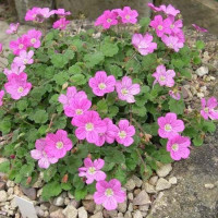 Аістнік (эродиум) 'Roseum' (Erodium 'Roseum)