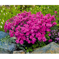 Гвоздика альпійська, махрова (Dianthus 'Annette)