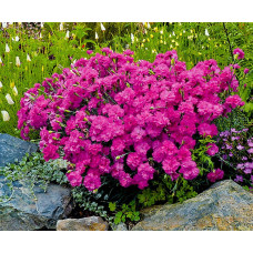 Гвоздика альпійська, махрова (Dianthus 'Annette)