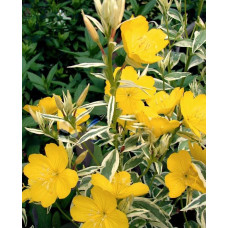 Енотера збудівельна (Oenothera 'Spring Gold.)
