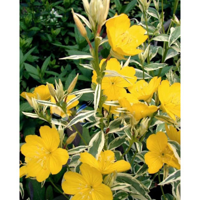 Енотера збудівельна (Oenothera 'Spring Gold.)
