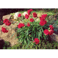 Гвоздика Valentine Red (Dianthus Valentine Red)