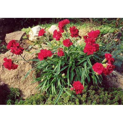 Гвоздика Valentine Red (Dianthus Valentine Red)