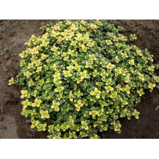 Чебрець ранній лимонно-пухкий (Thymus citriodorus 