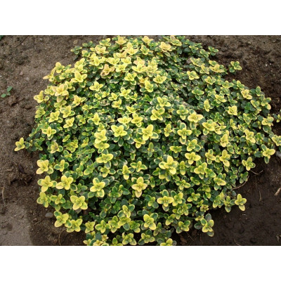 Чебрець ранній лимонно-пухкий (Thymus citriodorus 