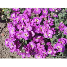 Обрієта махрова 'Double Pink' (Aubrieta 'Pink Double)