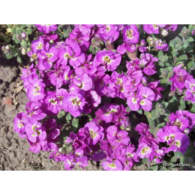 Обрієта махрова 'Double Pink' (Aubrieta 'Pink Double)