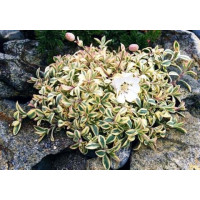 Смолівка 'Druett's Variegated' (Silene uniflora 'Druett's Variegate 3х льотки кущі в контейнері