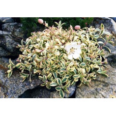 Смолівка 'Druett's Variegated' (Silene uniflora 'Druett's Variegate 3х льотки кущі в контейнері