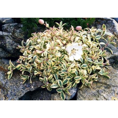 Смолівка 'Druett's Variegated' (Silene uniflora 'Druett's Variegate 3х льотки кущі в контейнері