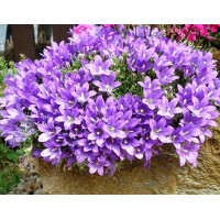 Эдрайантус карликовый (Edraianthus pumilio)