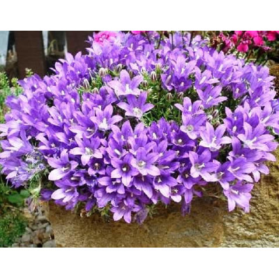Едрайантус карликовий (Edraianthus pumilio)