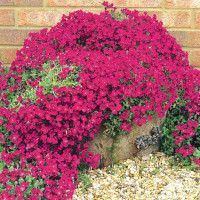 Обрієта 'Royal Red' (Aubrieta deltoides 'Royal Red')