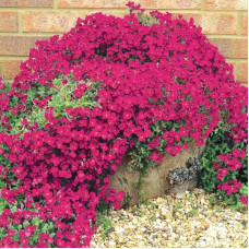Обрієта 'Royal Red' (Aubrieta deltoides 'Royal Red')
