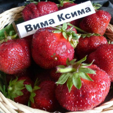Полуниця ремонтантна ВІМА КСИМА