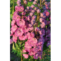 . Дельфініум Delphi's Pink Power (Delphinium Delphi's Pink Power)
