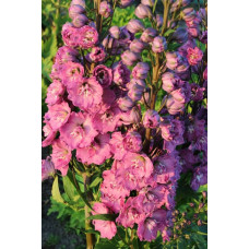 . Дельфініум Delphi's Pink Power (Delphinium Delphi's Pink Power)