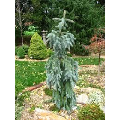 Ялина колюча Ялина колюча Glauca Pendula (Привита)