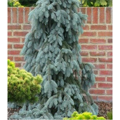 Ялина колюча Glauca Pendula (Щеплена на штамбі)