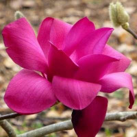 Магнолія Вулкан \ Magnolia Vulcan ( саджанці 3 роки )