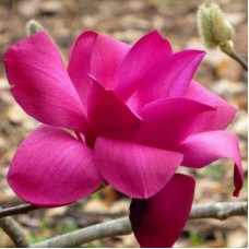 Магнолія Вулкан \ Magnolia Vulcan ( саджанці 3 роки )