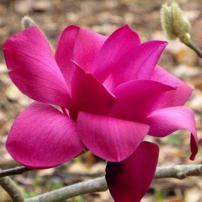 Магнолія Вулкан \ Magnolia Vulcan ( саджанці 3 роки )