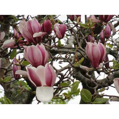 Магнолія Суланжа Сатисфастіон/Magnolia soulangeana 'Satisfaction'