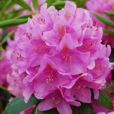 Рододендрон Roseum Elegans(ЗКС 2-х летки)