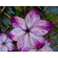 Clematis 'Fond Memories' Клематис (Фонд Мэморис) НОВИНКА