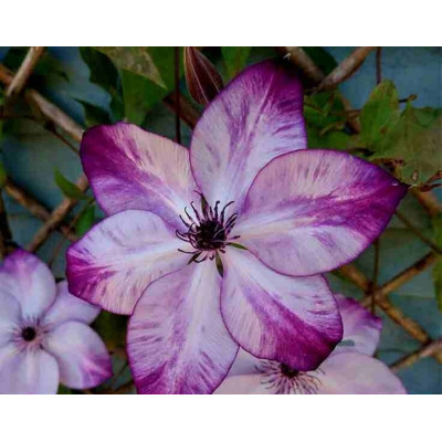 Clematis 'Fond Memories' Клематис (Фонд Мнеморис) НОВИНКА