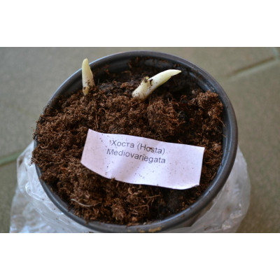 Хоста гібридна Валлей Гласер