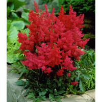 Астильба фенал. Саженцы 2.5 летки