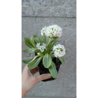 Примула Альба