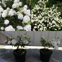 Рододендрон Arctic Tern (Арктик Терн) — гібридна вічнозелена.