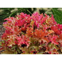 Гейхера гібридна Мармелад.

Heuchera hybride Marmelade