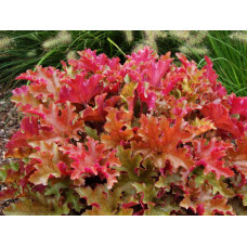 Гейхера гібридна Мармелад.

Heuchera hybride Marmelade
