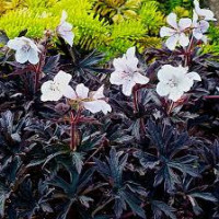 Герань садова