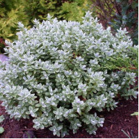 Хебе толстолистная варьегатная  (Hebe Pingulifolia). Саженцы 2.5 летки в контейнерах С1/С2