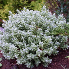 Хебе товстолістна вар'єгатна  (Hebe Pingulifolia). Саджанці 2.5 льотки в контейнерах С1/С2